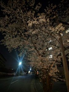 夜桜　🌸　昼桜