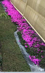 芝桜　満開です。🌸