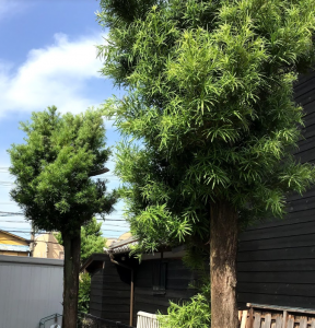 梅雨に入りました・・・ムシムシ致します。