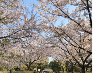 桜の季節です。　