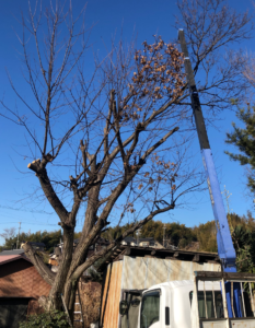 今回のご依頼は栗の木の伐採です。