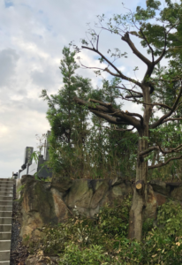 今回は管理しているお寺の剪定です。