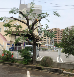 今回のご依頼は大きくなった木の剪定です。